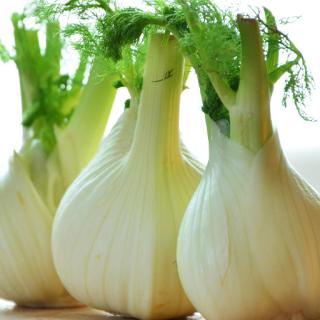 Bio-Fenchel