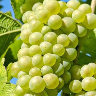Bio-Trauben weiß kernlos