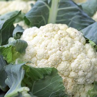 Bio-Blumenkohl