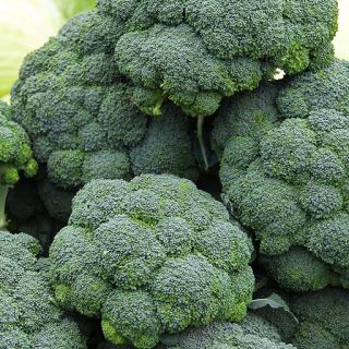 Bio-Broccoli