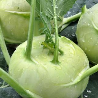 Bio-Kohlrabi