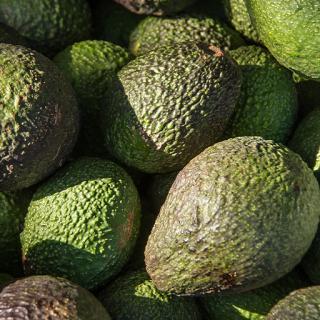Bio-Avocado