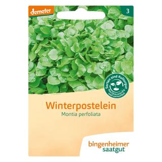 Postelein Winterpostelein